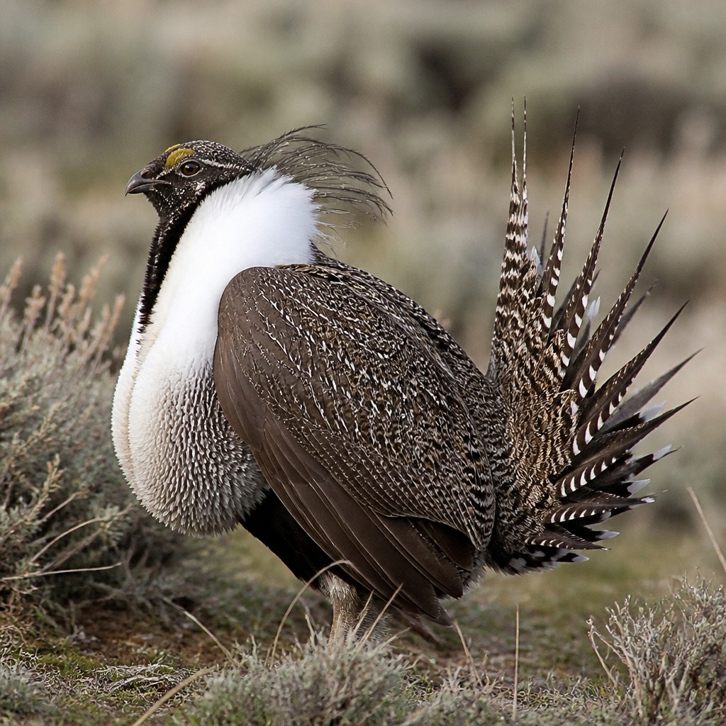Greater Sage-Grouse