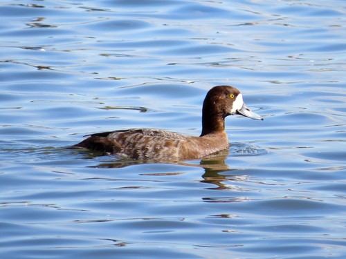 Greater Scaup