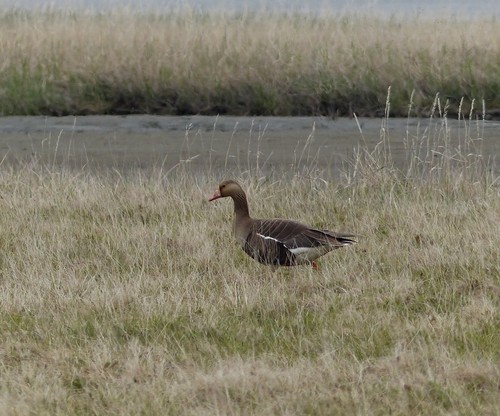 Greater White-fronted Goose
