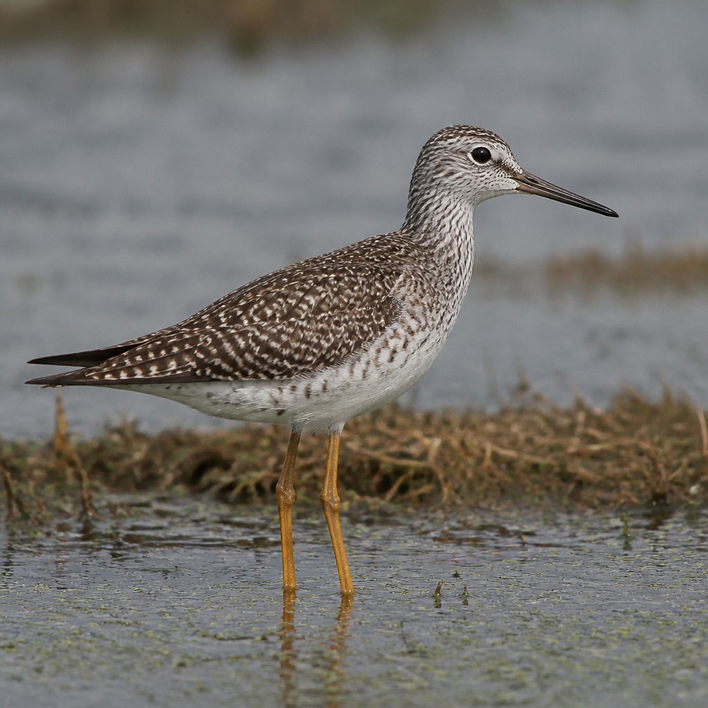 Greater Yellowlegs