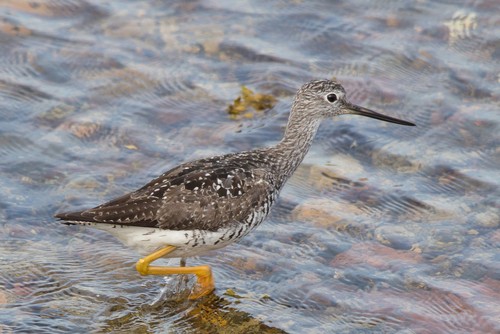Greater Yellowlegs