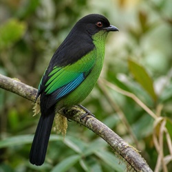 Green-and-black Fruiteater Identification Guide