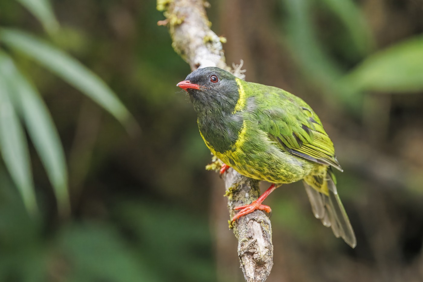 Green-and-black Fruiteater Identification Guide