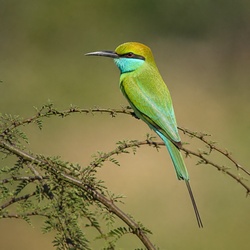Green Bee-eater Identification Guide