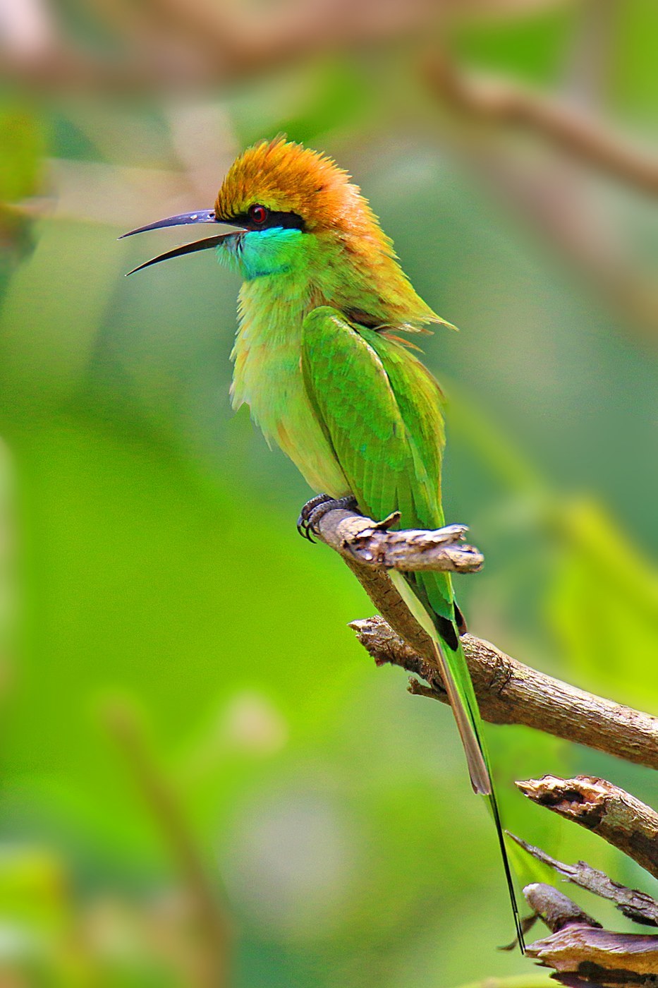Green Bee-eater (Merops orientalis)