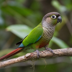 Green-cheeked Conure Identification Guide