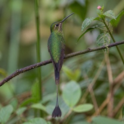 Green Hermit Identification Guide