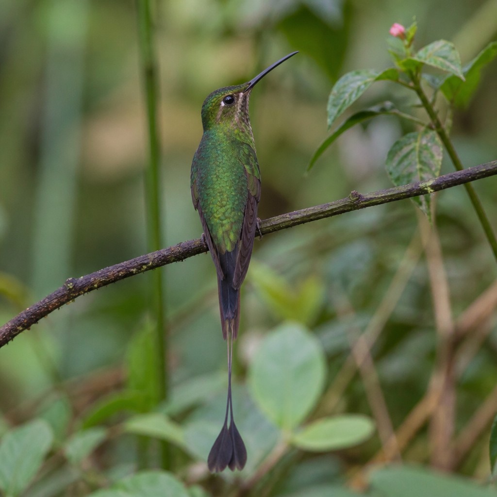 Green Hermit