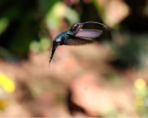 Green Hermit