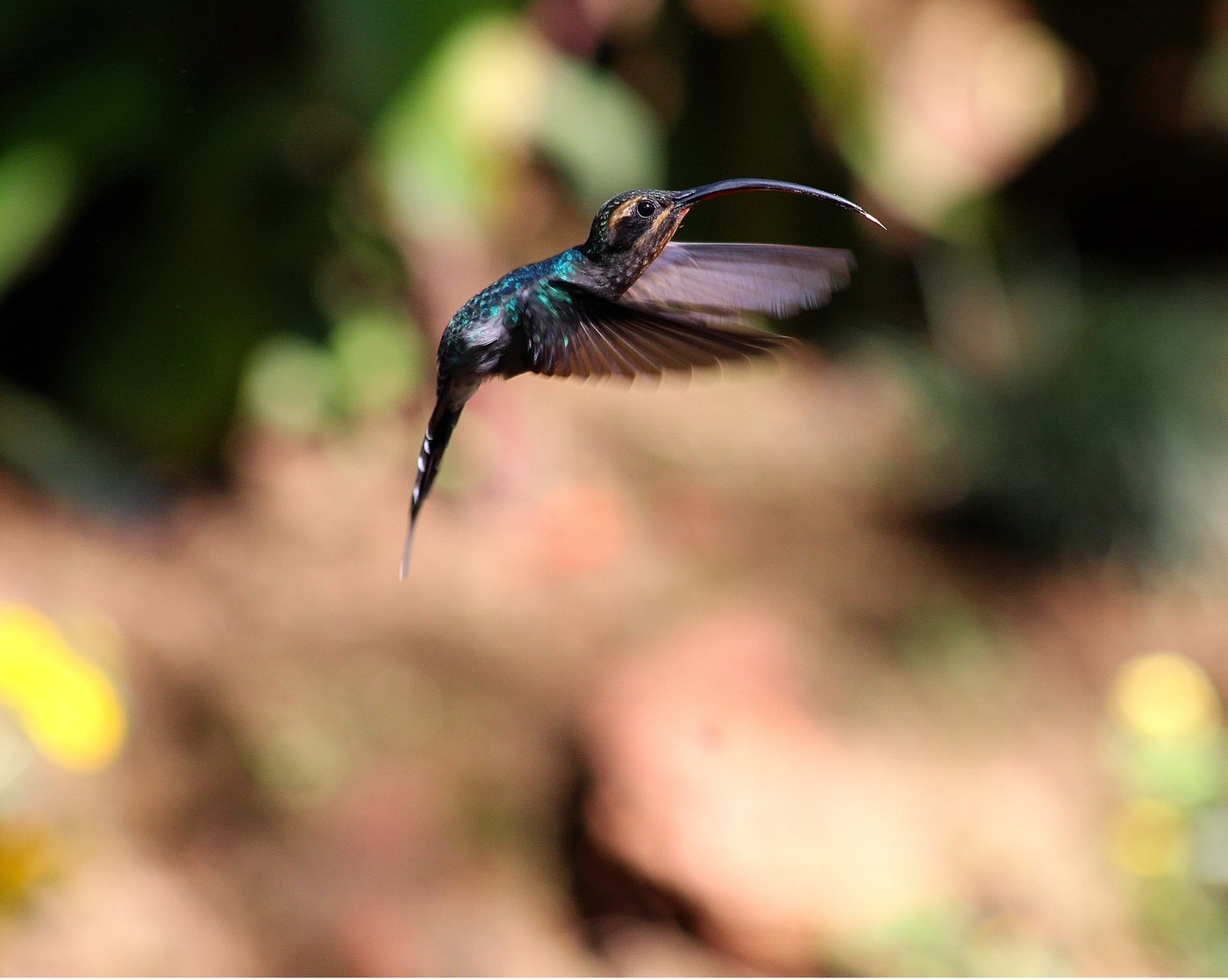 Green Hermit (Phaethornis guy)