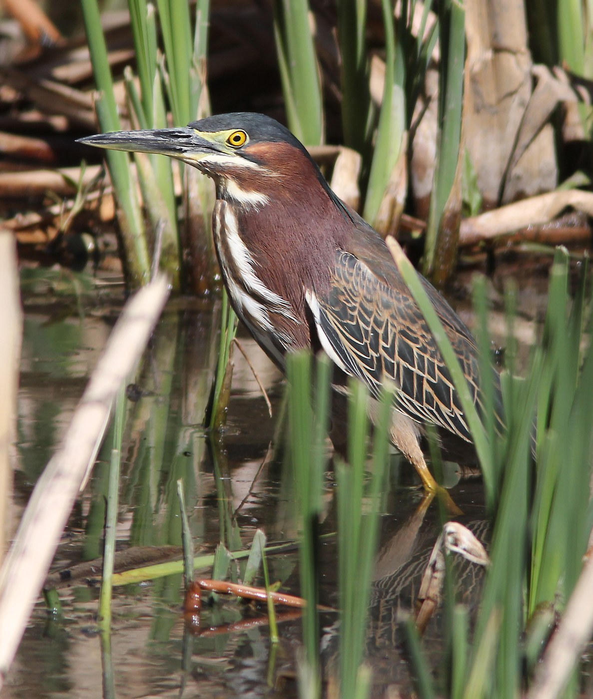 Green Heron Identification Guide