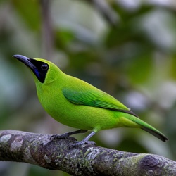 Green Honeycreeper Identification Guide