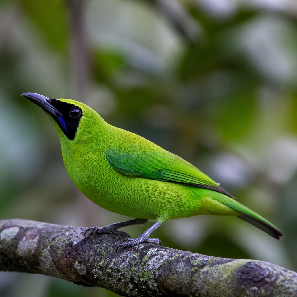 Green Honeycreeper (Chlorophanes spiza)