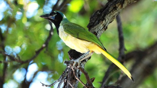 Green Jay