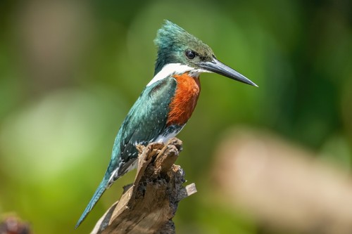 Green Kingfisher