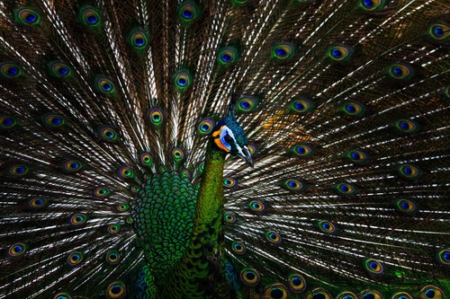 Green Peafowl