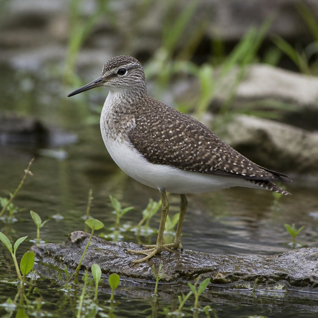 Green Sandpiper (Tringa ochropus)