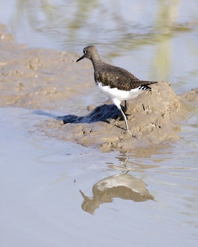 Green Sandpiper