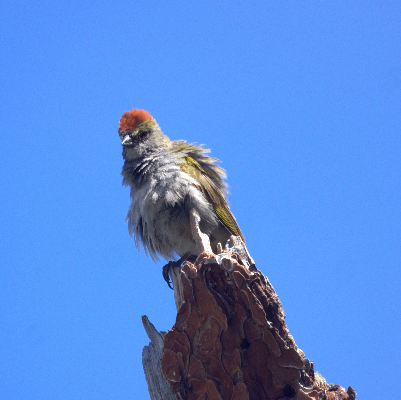 Green-tailed Towhee (Pipilo chlorurus)
