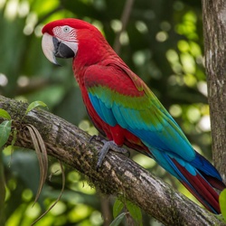 Green-winged Macaw Identification Guide