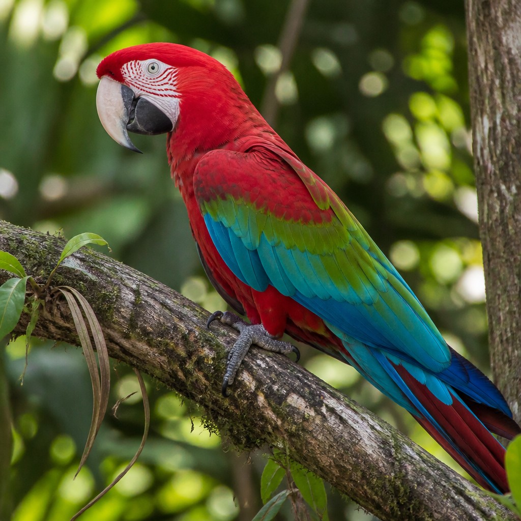 Green-winged Macaw