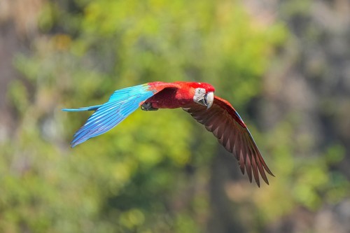 Green-winged Macaw
