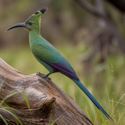 Green Wood Hoopoe Identification Guide