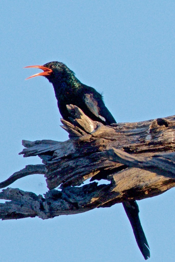 Green Wood Hoopoe (Phoeniculus purpureus)
