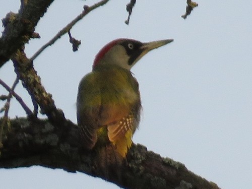 Green Woodpecker