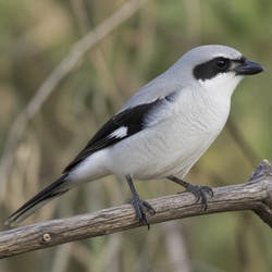 Grey Butcherbird Identification Guide