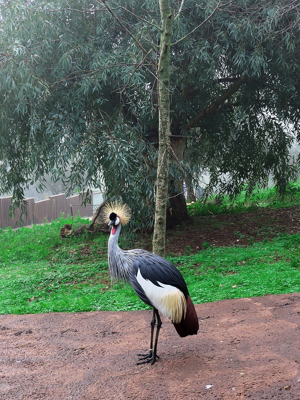 Grey Crowned-Crane (Balearica regulorum)