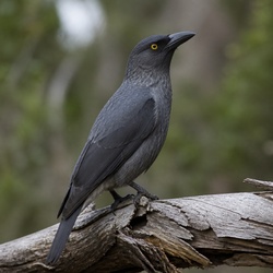 Grey Currawong Identification Guide