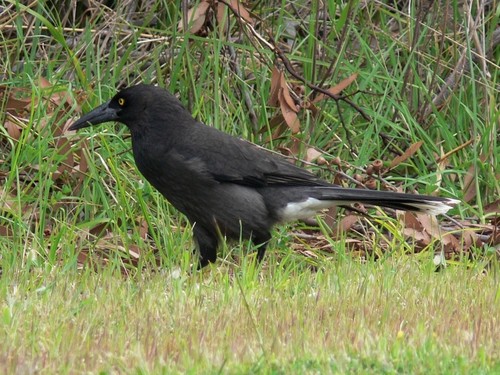 Grey Currawong