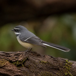 Grey Fantail Identification Guide