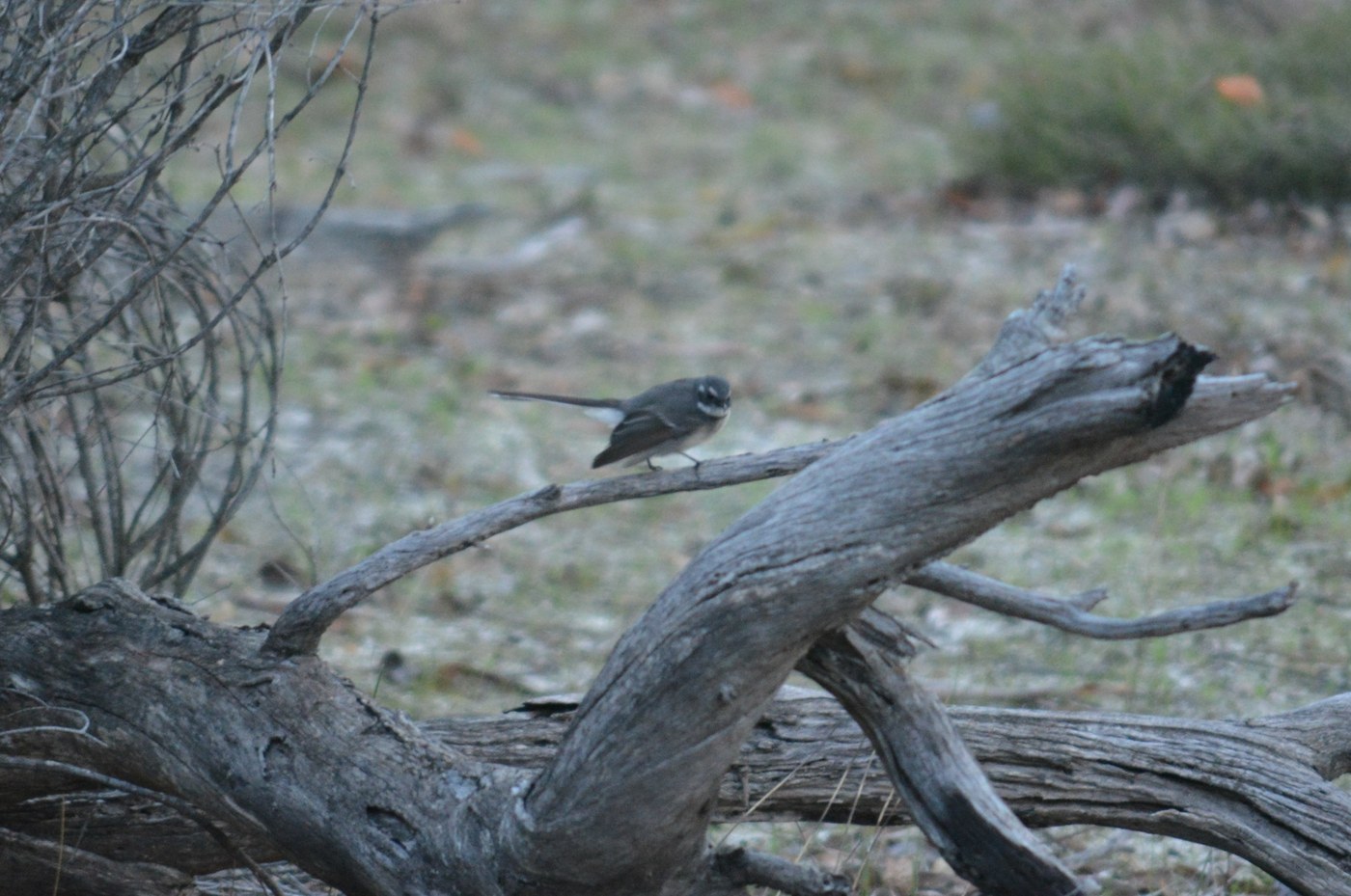 Grey Fantail Identification Guide