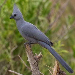 Grey Go-away-bird Identification Guide