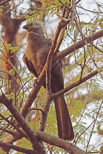 Grey Go-away-bird