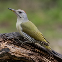 Grey-headed Woodpecker Identification Guide