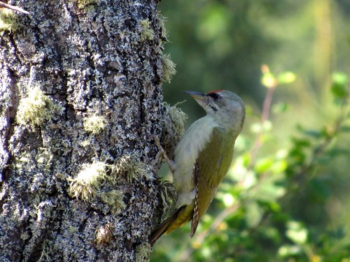 Grey-headed Woodpecker