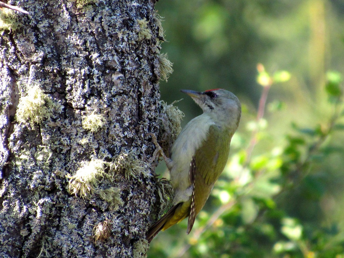 Grey-headed Woodpecker Identification Guide