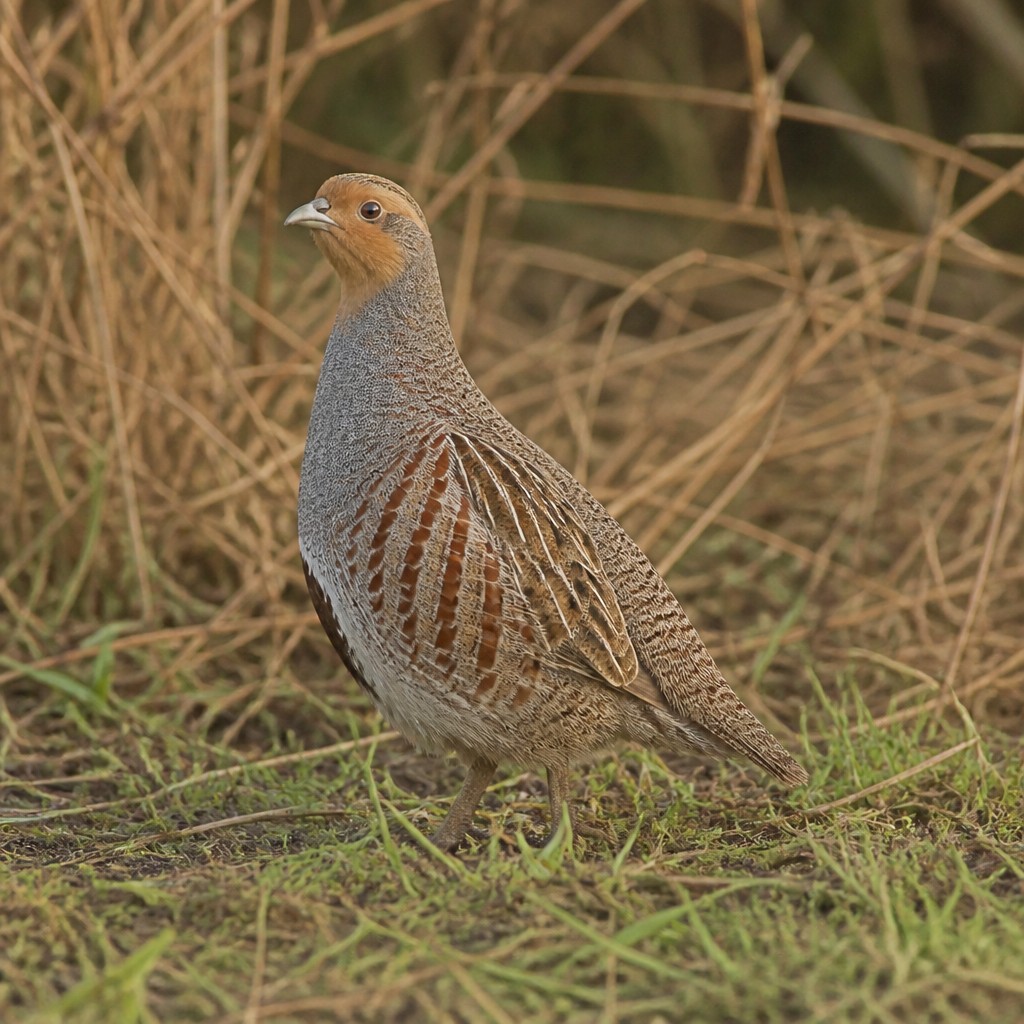 Grey Partridge (Perdix perdix)