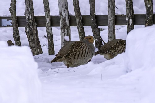 Grey Partridge