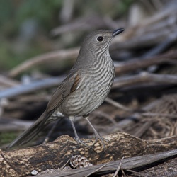 Grey Shrikethrush Identification Guide