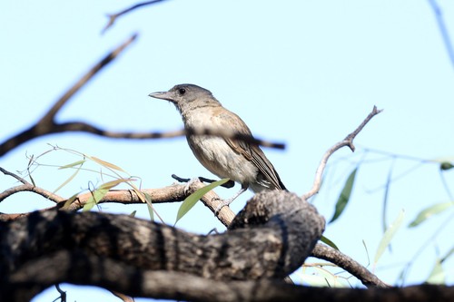 Grey Shrikethrush
