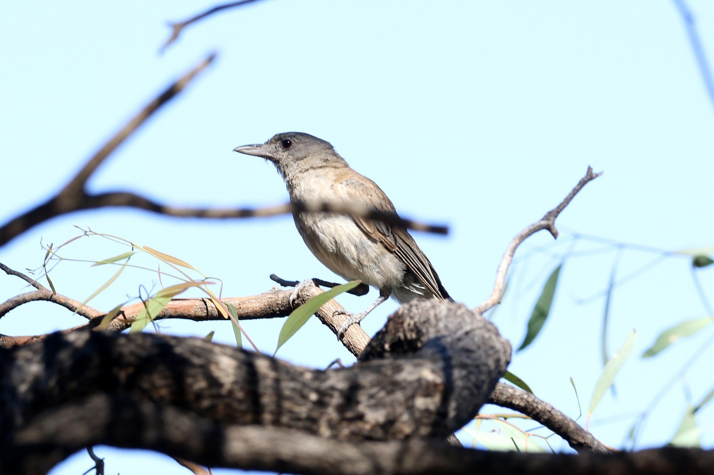 Grey Shrikethrush (Colluricincla harmonica)