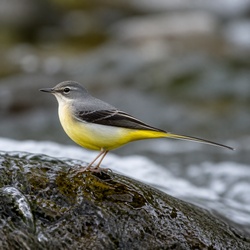 Grey Wagtail Identification Guide