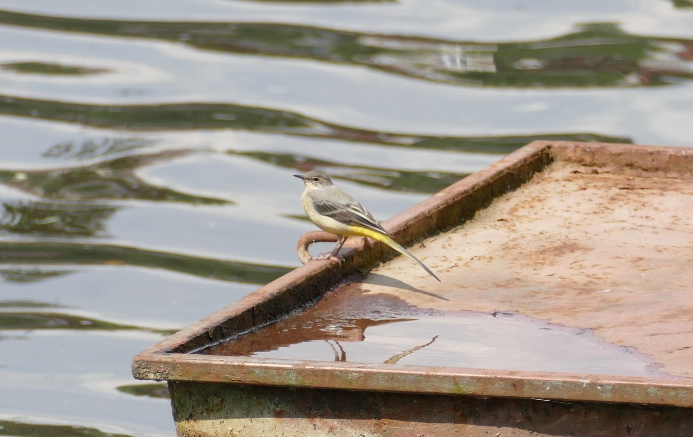 Grey Wagtail (Motacilla cinerea)