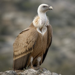 Griffon Vulture Identification Guide