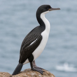 Guanay Cormorant Identification Guide
