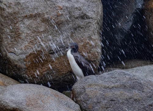 Guanay Cormorant